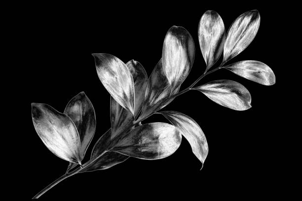 Bud of vine in spring just bloomed isolated on black