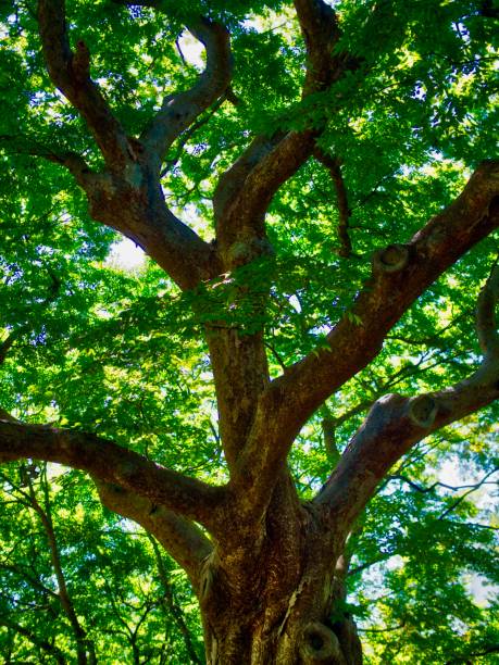 istock Korean Trees and Green Leaves in the Forest 1211676887