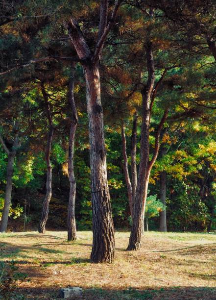 istock Korean natural pine forest landscape 1211677503