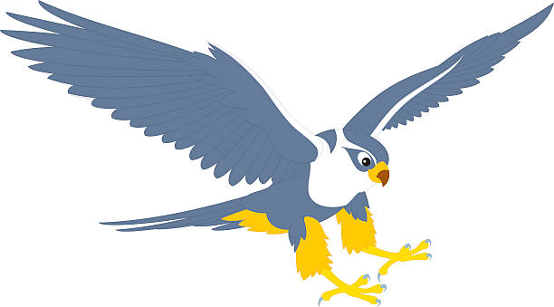 A vector illustration of a falcon Vector clip-art illustration of a swooping falcon, on a white background falcon bird stock illustrations