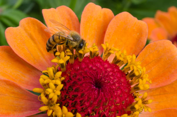 istock Bee pollinating an orange and red flower. 1211678456