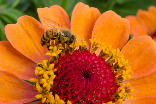 A single bee is pollinating a colorful flower in a botanical garden.