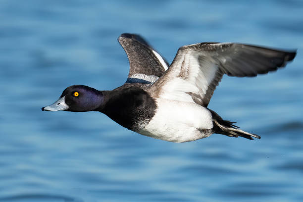 istock Male Lesser Scaup Duck Flight 1211678569