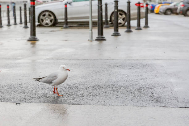 istock portrait of wild white bird, seagull 1211681083