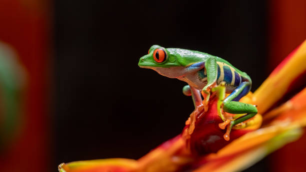 istock Red-eyed Tree Frog in Costa Rica 1211682840