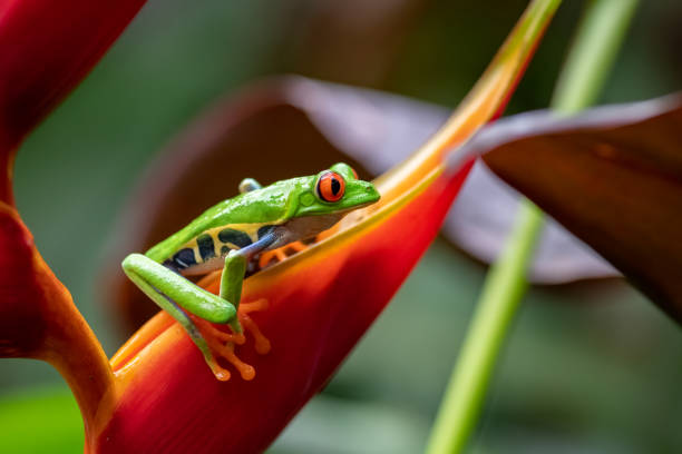 istock Red-eyed Tree Frog in Costa Rica 1211682868