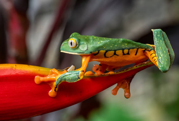 istock Splendid Leaf Frog in Costa Rica 1211682997