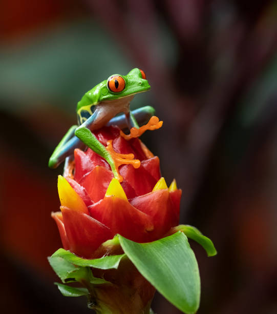 コスタリカの赤い目の木のカエル - 中央アメリカ 写真 ストックフォトと画像