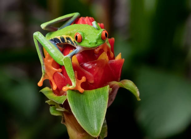 istock Red-eyed Tree Frog in Costa Rica 1211683058