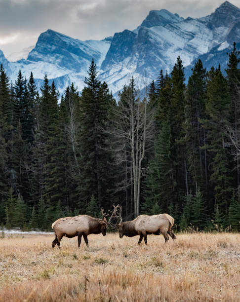 istock Elk during the Rut in Banff National Park, Canada 1211683059