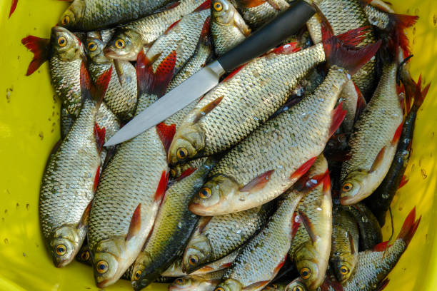 Caught freshwater Rudd fish with red fins Caught freshwater Rudd fish with silver scales and red fins common rudd photos stock pictures, royalty-free photos & images