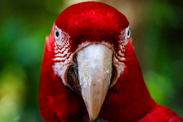 Red parrot with a big beak looks down