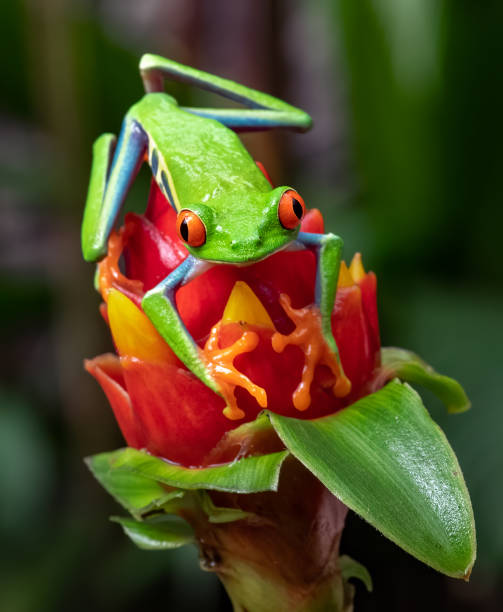 istock Red-eyed Tree Frog in Costa Rica 1211683885