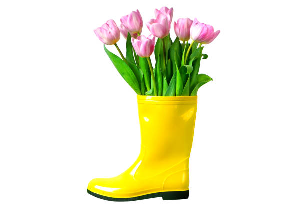 istock Tulips in the yellow rainboot isolated on white. Cut out object. 1211685510