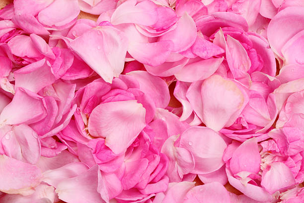 istock Light pink rose petals scattered 121168566