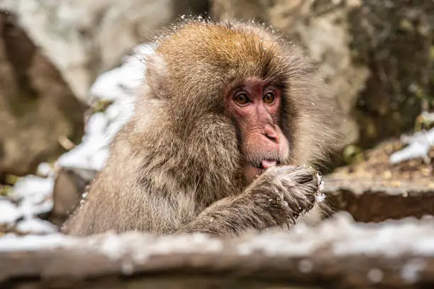 A monkey enjoys his bath in a warm Onsen while catching snow flakes.