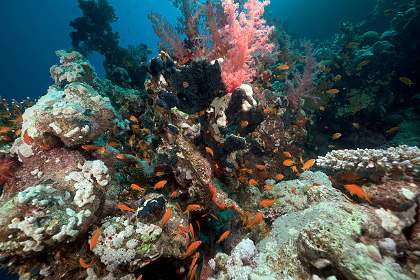istock Coral reef and fish in the Red Sea. 121168835