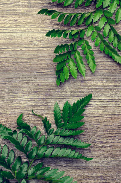 istock Green fern leaves 1211689216
