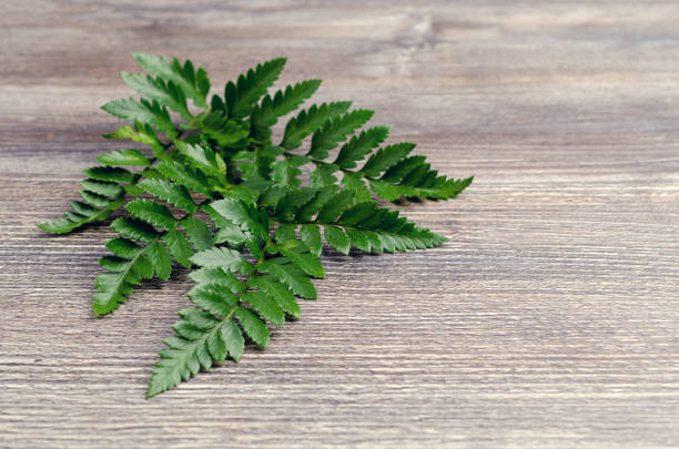 istock Green fern leaves 1211689276