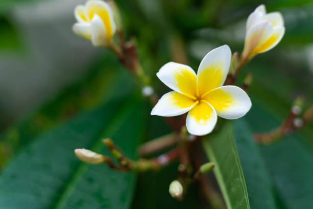 Blooming pear frangipani close-up