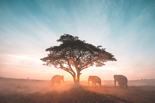 Group of wild elephants walking in the tropical rainforest meadow field at sunrise