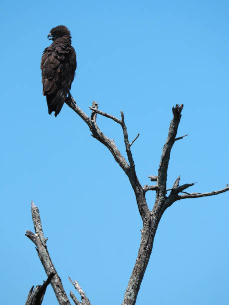 Brown snake eagle in profile on dead tree 2 A brown snake eagle turns in profile to look behind it as a breeze ruffles its feathers. brown snake eagle stock pictures, royalty-free photos & images