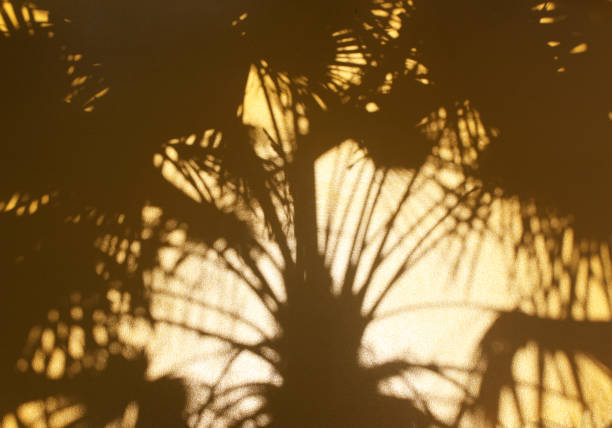 istock tropical nature shadow palm leaf on golden wall background 1211693426