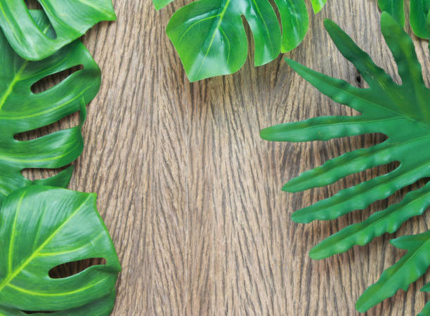 istock tropical philodendron and monstera palm leaves tree background 1211694428