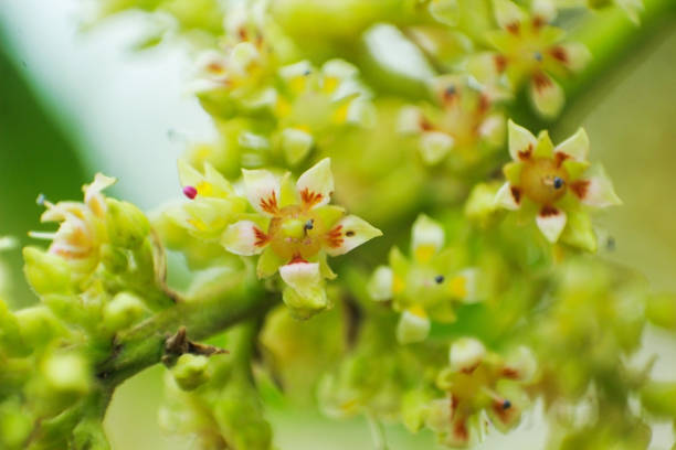 mango flower macro closeup photo