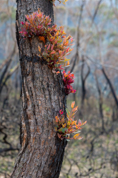 istock Epicormic leaf growth triggered by bush fires in Australia 1211694487