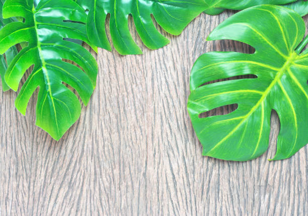 istock tropical monstera palm leaves tree background 1211694617