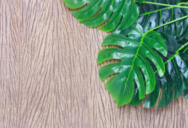 istock tropical monstera palm leaves tree background 1211694630