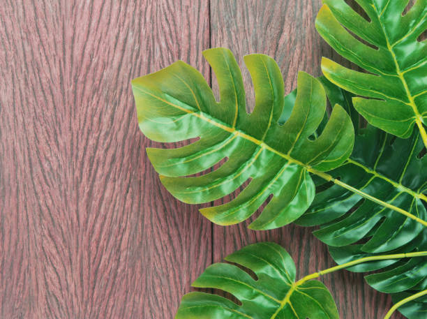 istock tropical monstera palm leaves tree background 1211694639