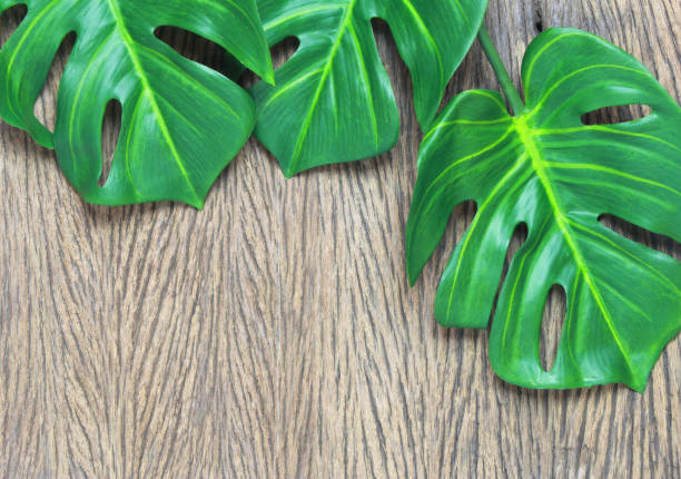 istock tropical monstera palm leaves tree background 1211694640
