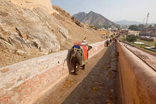 Photo of Elephant Trip -Amber Fort (  Jaipur )