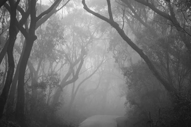 Misty road through bush land in Blue Mountains, Australia