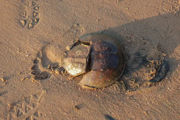 Photo of top view of dead horseshoe crab on sand beach