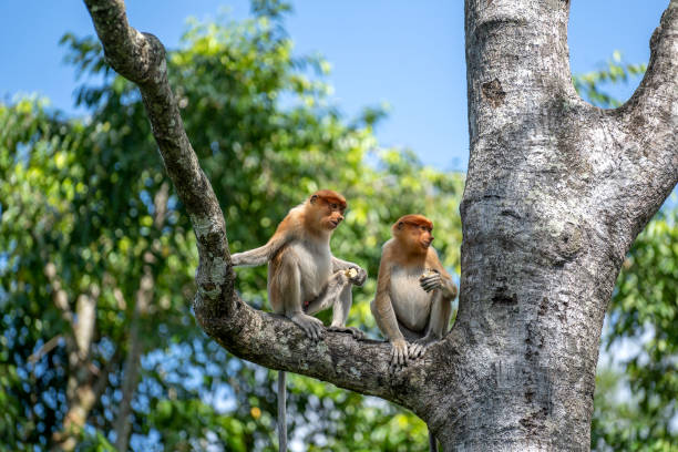 野生のプロボシスサルまたは鼻腔内ラーバトゥス,ボルネオ島の熱帯雨林で - monkey proboscis monkey malaysia island of borneo ストックフォトと画像