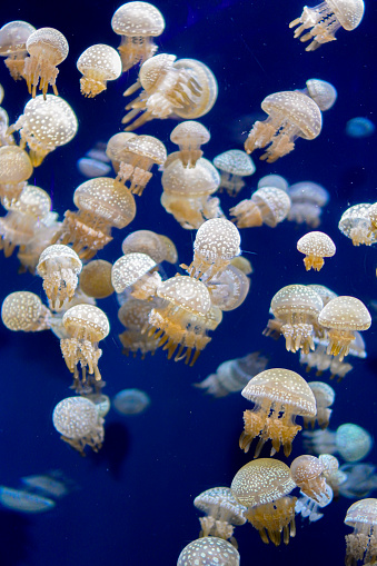 Sea life, a group of white-spot jellyfish floating in a clear water tank