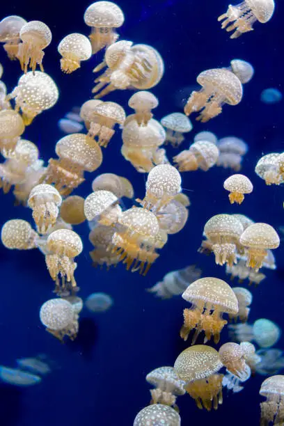 Photo of Sea life, a group of white-spot jellyfish floating in a clear water tank