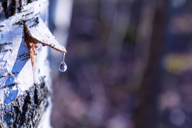 The birch juice gathering in the sunny spring day. The alone birch tree with the covered bark triangle for gathering with drop of birch juice