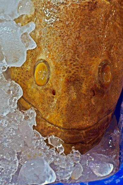istock Fresh fish head on ice - Bangkok fish market. 1211702779