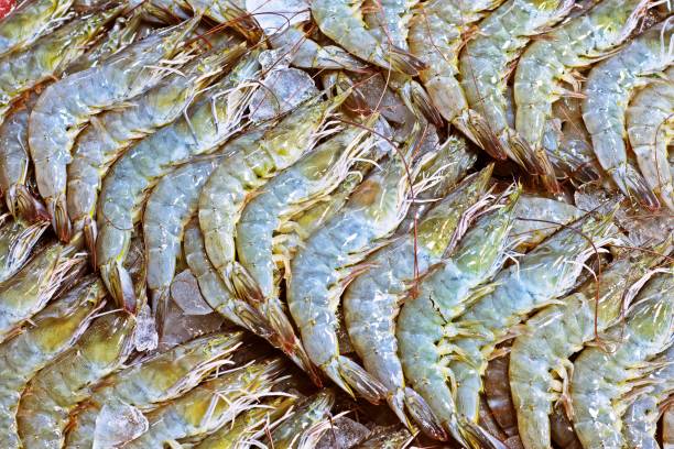 istock Fresh Shrimps in market. 1211705226