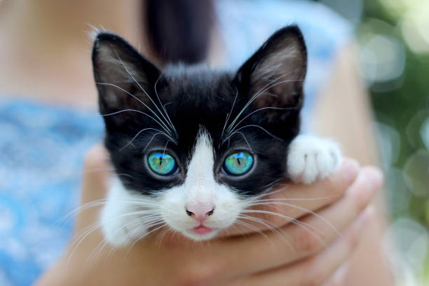 pequeño gatito en el primer plano de las manos. - protection domestic cat animal head cub fotografías e imágenes de stock