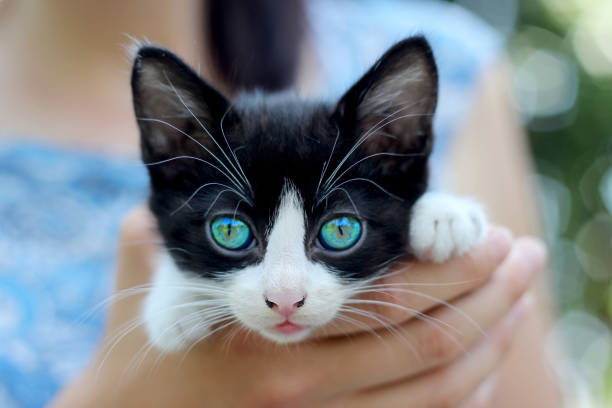istock Little kitten in the hands close-up. 1211705242