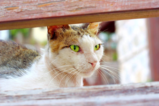 Street multicolored cat with green eyes looks ahead and smiles close up, selective fokus.