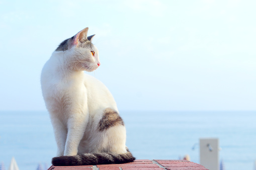 Cat sitting, looking back on a background of the foggy sea.