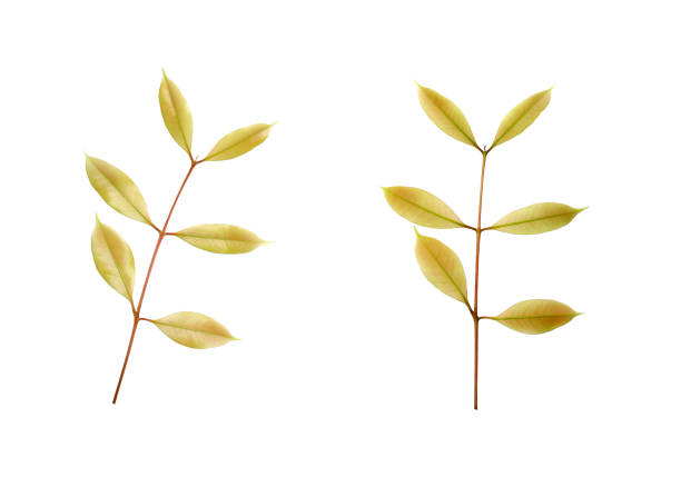 istock collection green leaf isolated on white background 1211706112