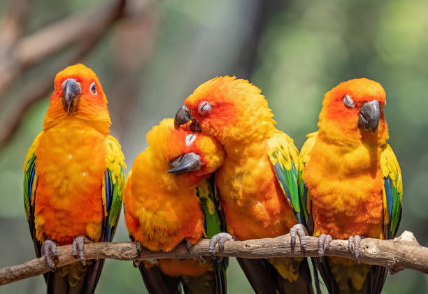 istock Close up Group of Sun Conure Parrot Perched on Branch Isolated on Background 1211706555