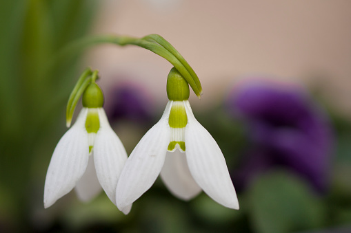 Galanthus nivalis or common snowdrop. Bloomed snowdrops close-up